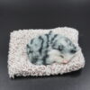 Sleeping cat small