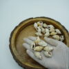 spiral sea shells