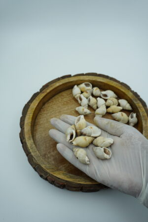 spiral sea shells