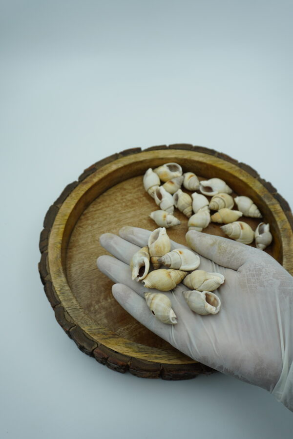 spiral sea shells