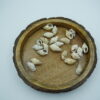 spiral sea shells
