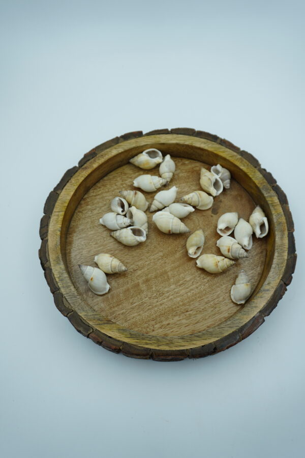 spiral sea shells