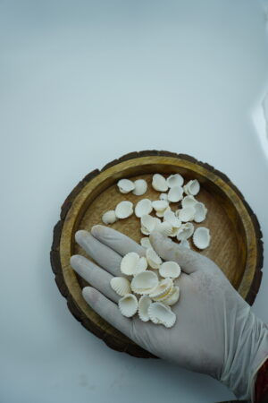 white ridged sea shells