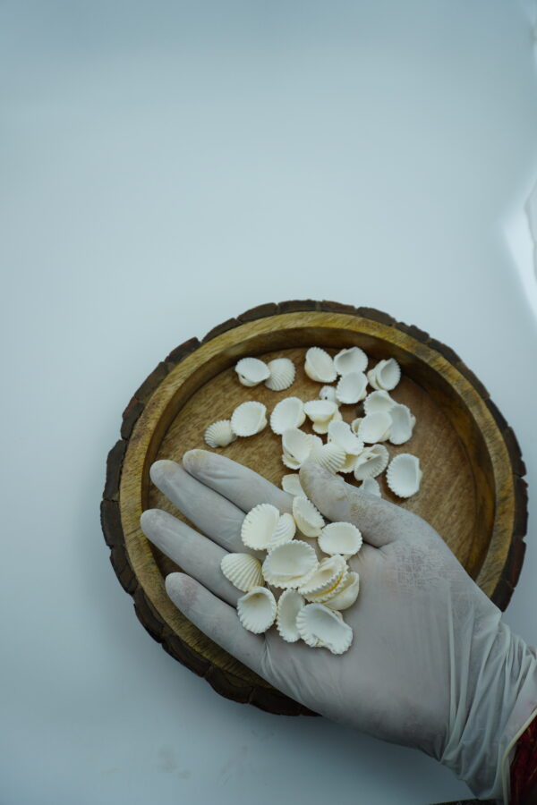 white ridged sea shells