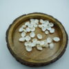 white ridged sea shells